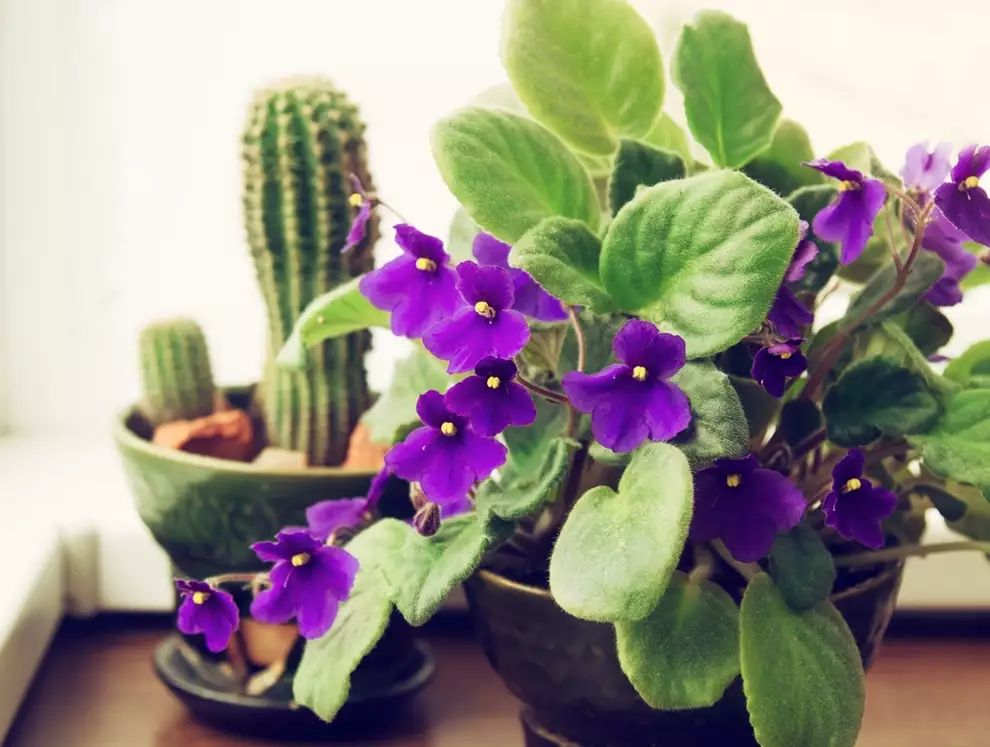 Plantas de interior resistentes violeta africana