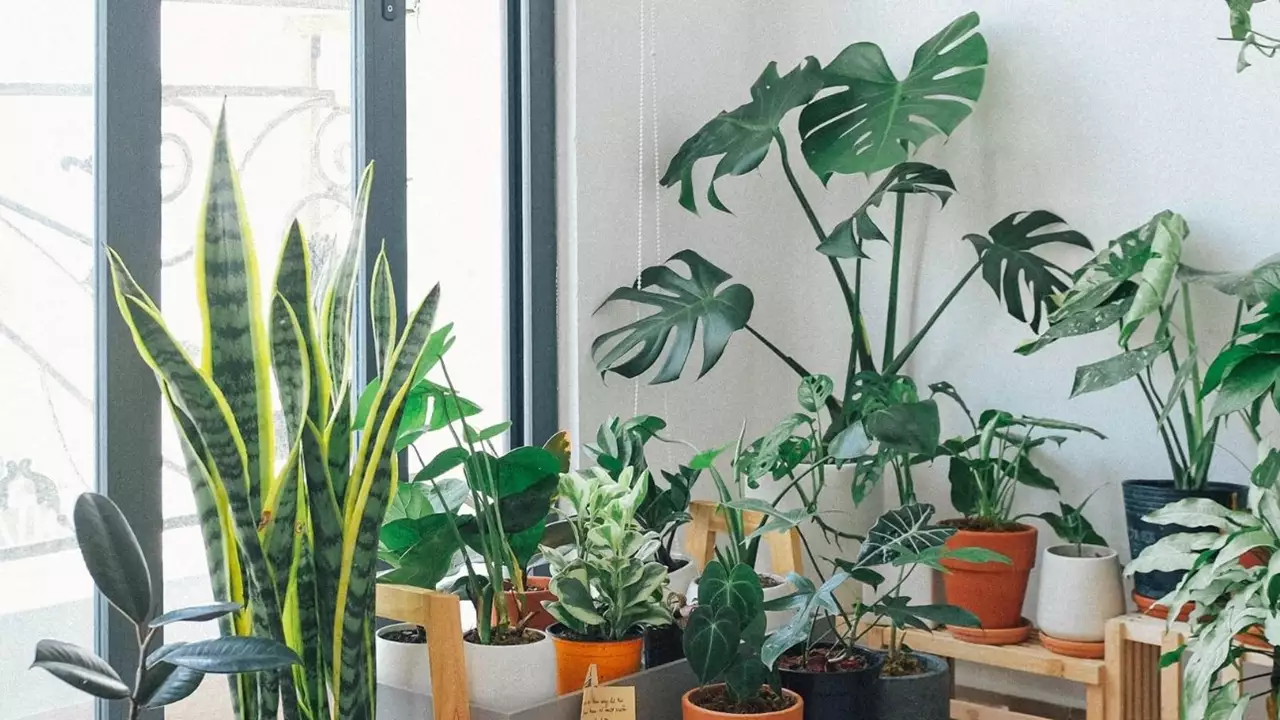 Plantas de interior resistentes que traerán bienestar y alegría a tu casa (y que necesitan muy pocos cuidados)
