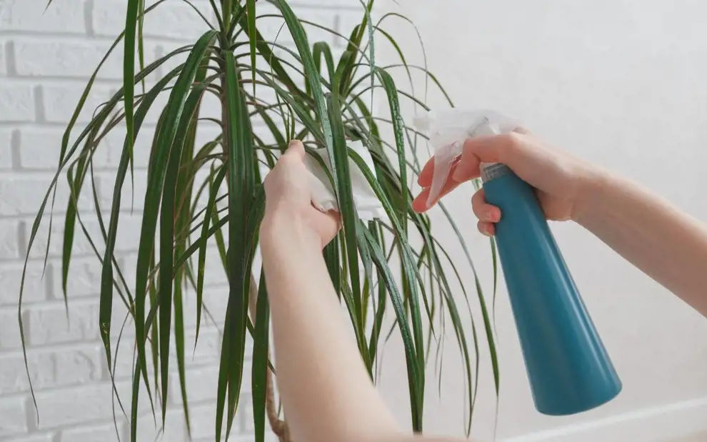 10 plantas que purifican el aire de tu casa